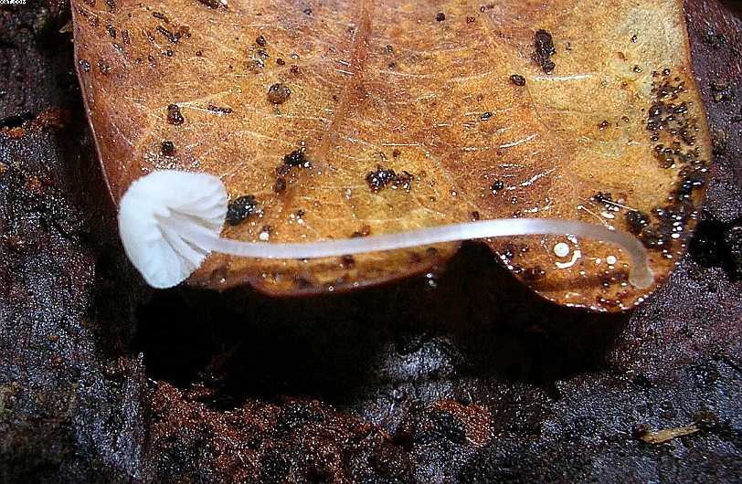 St. Chrischona ( CH )   30. Aprile 2005